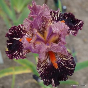 vilkdalgiai-kickapoo-kangaroo