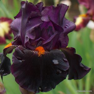 vilkdalgis 'Dracula's Kiss'