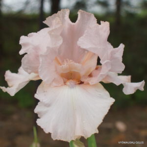 vilkdalgis 'Sky Blue Pink'