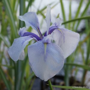 vilkdalgis-rowden-full-moon