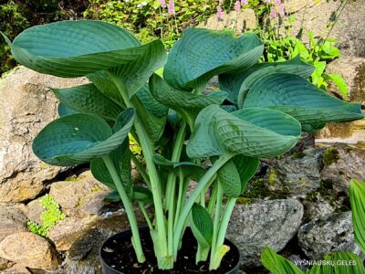 ‘Abiqua Drinking Gourd’ (2)