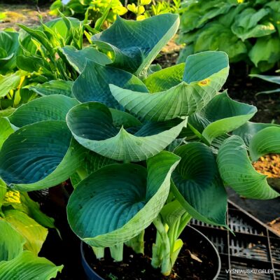 ‘Abiqua Drinking Gourd’