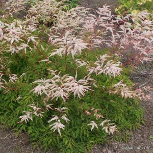 arunkai-woldemar-meier