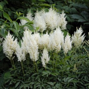 astilbe-weisse-gloria