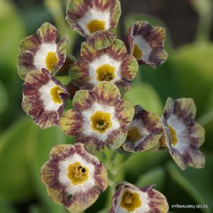 Ausytoji raktažolė ‘Mersey Tiger’