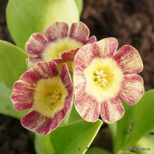 Ausytosios raktažolės ‘Optimist’