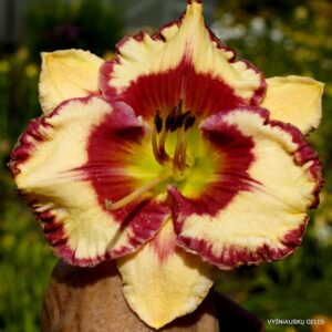 Boitzer Red Diamond Girl