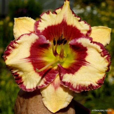 Boitzer Red Diamond Girl