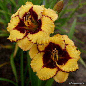 Broadway Diva Broadway Diva