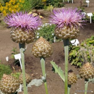 centaurea-pulchra-major