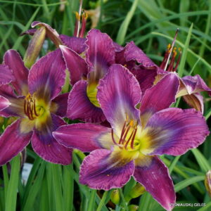 Daylily 'Tripped Out'
