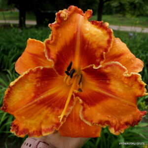 Daylily 'Volcano Queen'