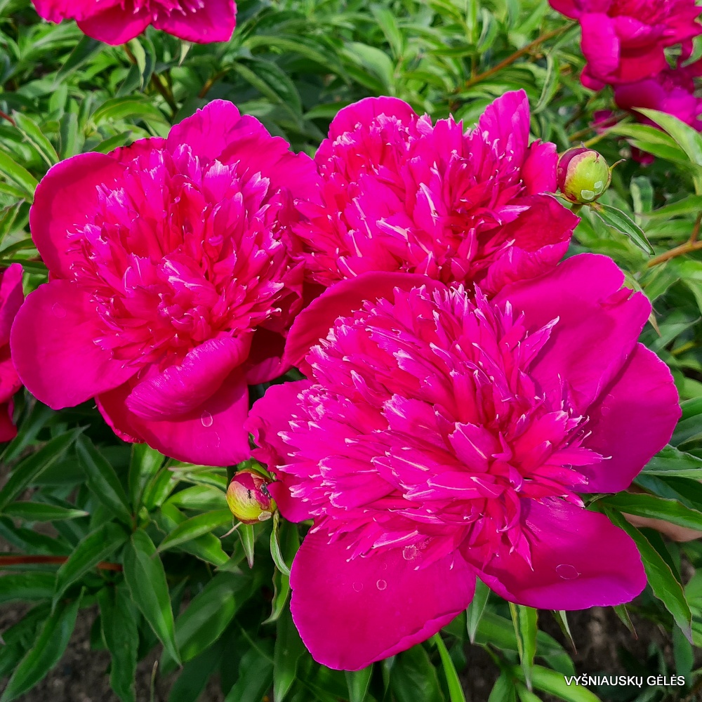 'Instituteur Doriat‘