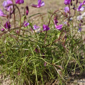 pavasarinis-pelezirnis-spring-melody