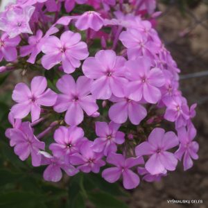 phlox-amplifolia-wildform