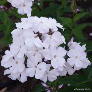 Phlox ‘Belyi Flag‘