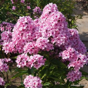 Phlox ‘Biser‘