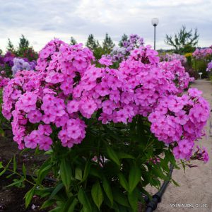 Phlox ‘Buket Dlya Natashi‘