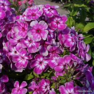 Phlox ‘Danila-Master‘
