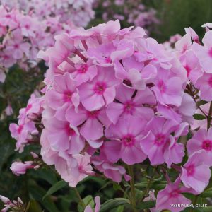 Phlox ‘Darya‘
