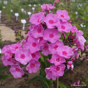 Phlox ‘Dashenka‘