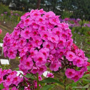 Phlox ‘Donatella‘