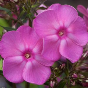 Phlox-‘Edens-Glow‘-3