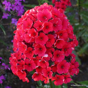 Phlox ‘Etna‘