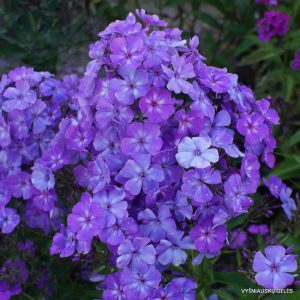 Phlox ‘Fiosin‘