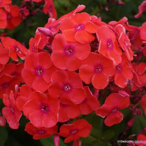 Phlox ‘Freudenfeuer‘