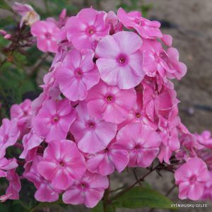 Phlox ‘Frühe Schöne‘