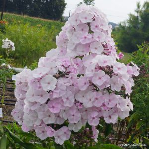 Phlox ‘Knyaz Gvidon‘