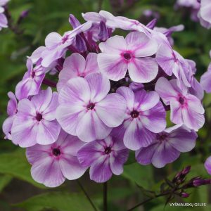 Phlox ‘Kolya-Nikolai‘