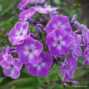 Phlox-‘Marianne‘-5