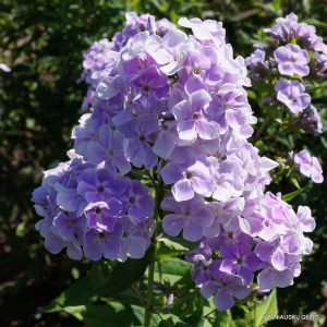 Phlox-‘Miniatyura‘-1