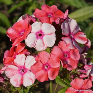 Phlox-‘Moskovskaya-Skazka‘-1