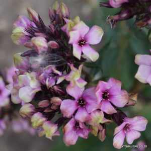 Phlox-‘Mystique-Black‘-5