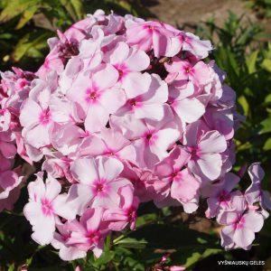 Phlox-‘Nezhnyi-Potselui'