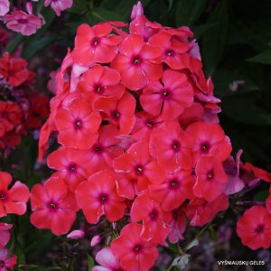 Phlox ‘Pamyati Gaganova’
