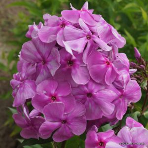 Phlox-‘Sedaya-Dama‘-1