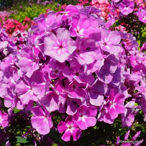 Phlox-‘Selena‘-1