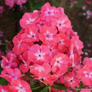 Phlox-‘Simochka‘-1