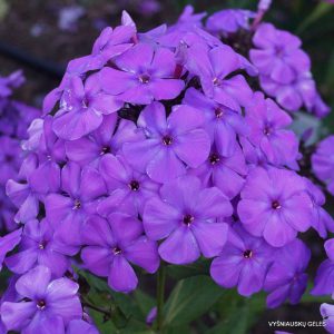 Phlox-‘Sinee-More%u2019-10