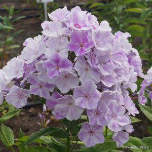 Phlox-‘Sirenevaya-Zvezda‘-1