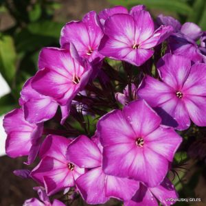 phlox-urozhenets-tarasovki