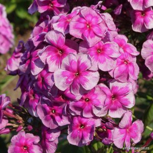 Phlox-‘Venets‘-1