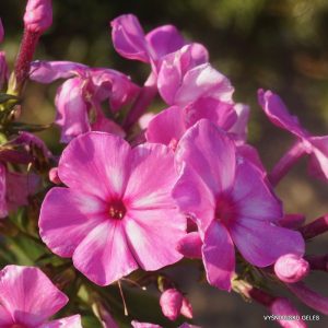 phlox-vereskovyi-miod
