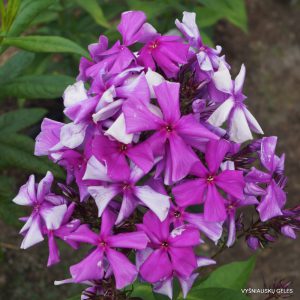 Phlox-‘Voyazh‘-1