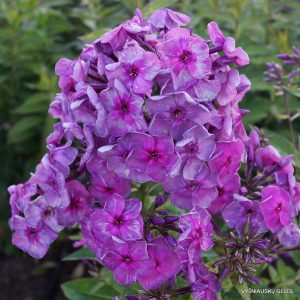 Phlox-‘Vrubel‘-1