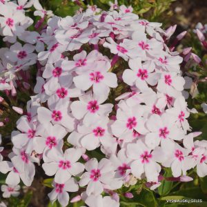Phlox-‘White-Eye-Flame‘-1